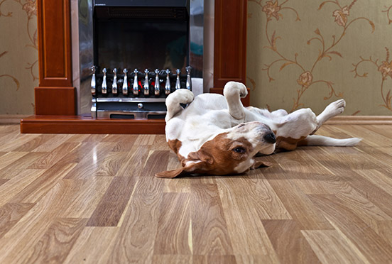 About Us Rail Co Flooring Solutions, What Is The Best Type Of Hardwood Flooring For Dogs